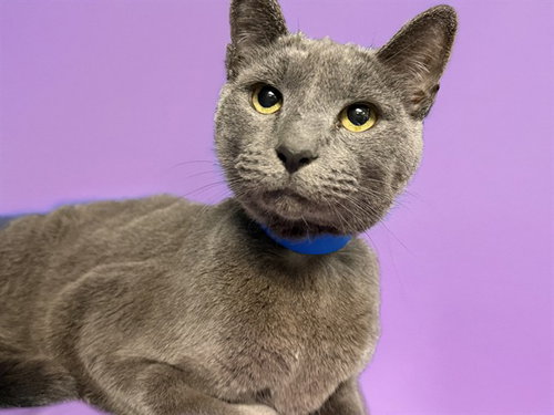 PETEY, Senior Russian Blue (medium coat), cat for adoption in Miami Beach, Florida
