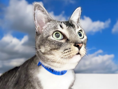 TIM, Senior Domestic Short Hair (medium coat), cat for adoption in Miami Beach, Florida
