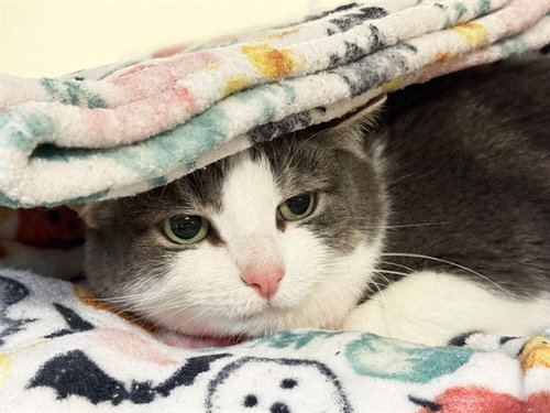 picture of the cat needing adoption