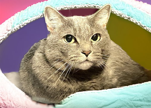 picture of the cat needing adoption