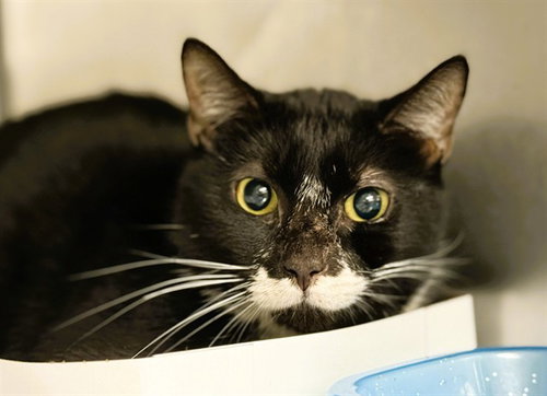 CHARLIE, Adult Domestic Short Hair (medium coat), cat for adoption in Miami Beach, Florida