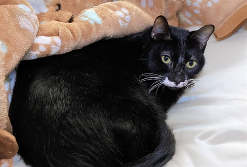 CHARLIE, Adult Domestic Short Hair (medium coat), cat for adoption in Coconut Creek, Florida