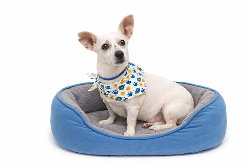 OLAF, an adoptable Australian Kelpie in Ft Lauderdale, FL