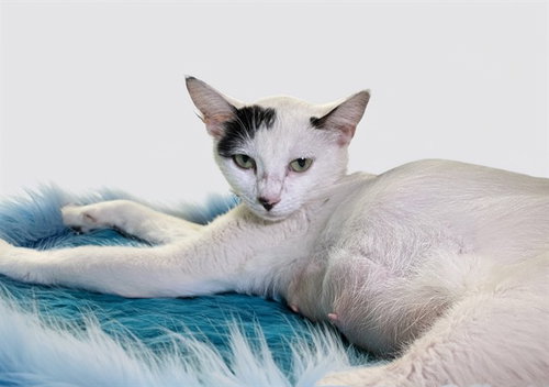 SOFIA, Young Domestic Short Hair (medium coat), cat for adoption in Coconut Creek, Florida