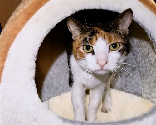 PRANCER, Adult Domestic Short Hair (medium coat), cat for adoption in Coconut Creek, Florida