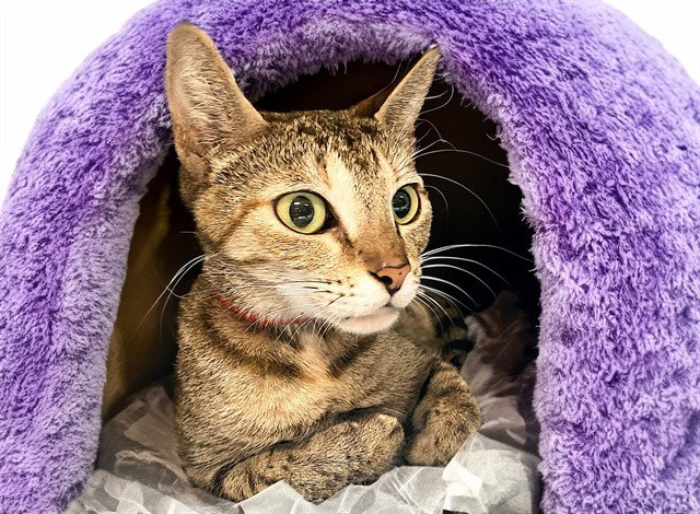 BONNIE