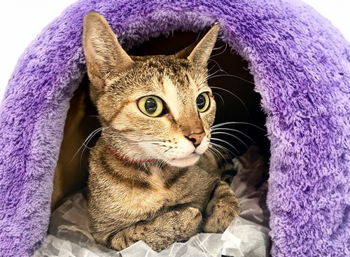 BONNIE, Young Domestic Short Hair (medium coat), cat for adoption in Coconut Creek, Florida