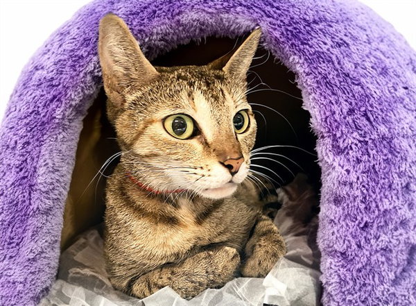BONNIE