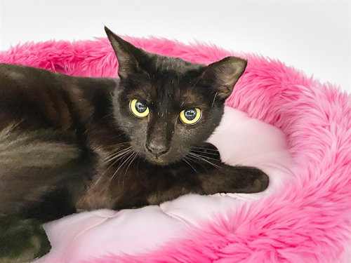 STARLIGHT, Adult Domestic Short Hair (medium coat), cat for adoption in Coconut Creek, Florida
