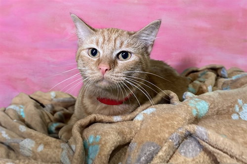 ROSIE, Adult Domestic Short Hair (medium coat), cat for adoption in Coconut Creek, Florida