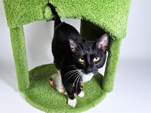 LOKI, Adult Domestic Short Hair (medium coat), cat for adoption in Coconut Creek, Florida