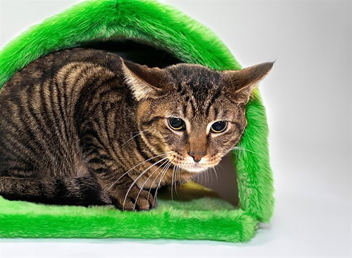 LUTHER, Adult Domestic Short Hair (medium coat), cat for adoption in Coconut Creek, Florida