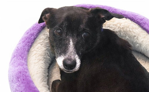 MILIKI, an adoptable Chihuahua in Ft Lauderdale, FL