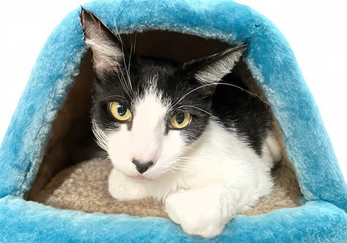 GENE, an adoptable Domestic Short Hair in Ft Lauderdale, FL