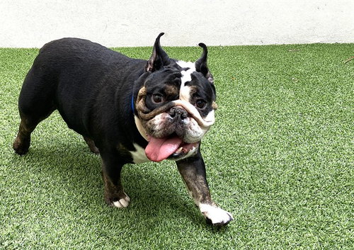 BISCUIT, an adoptable English Bulldog in Ft Lauderdale, FL