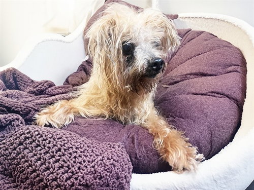 STRAY NOT AVAILABLE, an adoptable Yorkshire Terrier Yorkie in Ft Lauderdale, FL