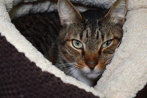 PERRY - Domestic Short Hair for adoption in Hollywood