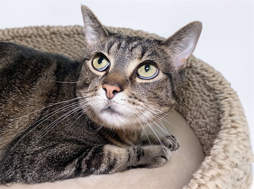 FUTABA - Domestic Short Hair for adoption in Hollywood