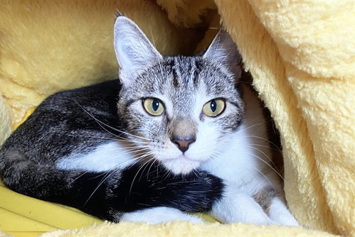 BABY - Domestic Short Hair available for adoption