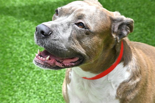 HARLEY, an adoptable American Pit Bull Terrier in Ft Lauderdale, FL