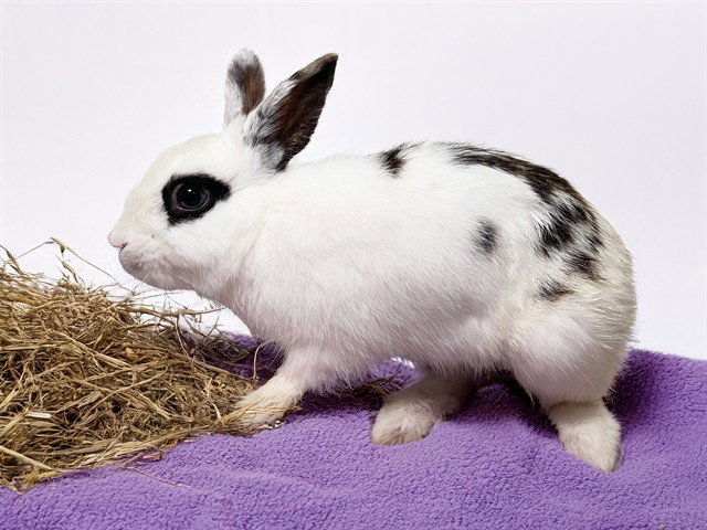 BRUNO Image