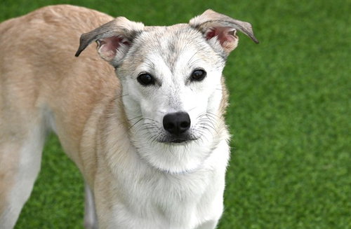 SAKE, an adoptable Labrador Retriever in Ft Lauderdale, FL