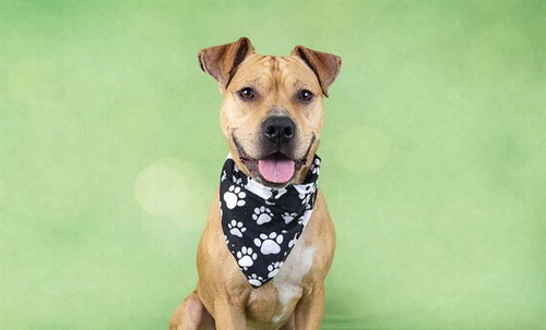 KOBE, an adoptable American Staffordshire Terrier in Ft Lauderdale, FL