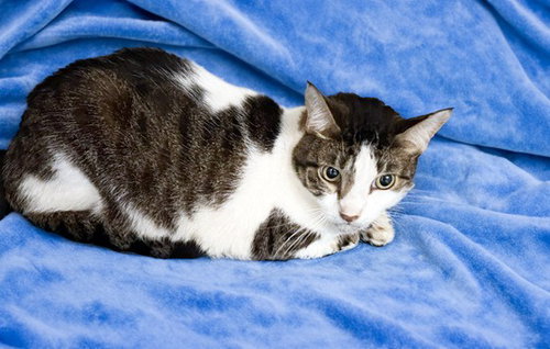 STRAY CAT 2