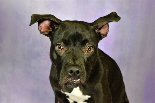 KANE - German Shepherd Dog for adoption in Davie