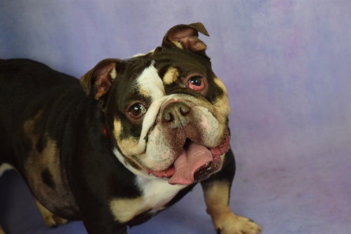 MOCHA, an adoptable English Bulldog in Ft Lauderdale, FL
