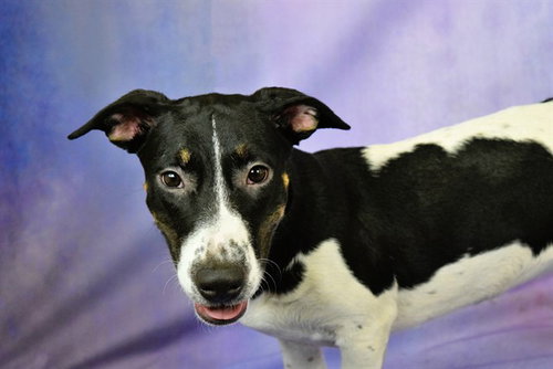 MALORY, an adoptable Dachshund in Ft Lauderdale, FL