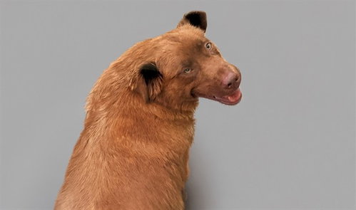 CANELO - Labrador Retriever available for adoption
