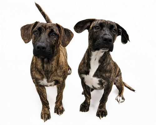 DELILAH - Labrador Retriever available for adoption