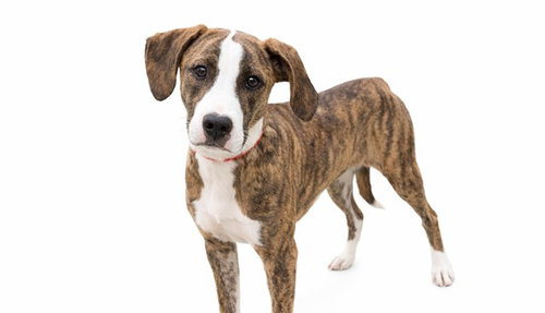TIGERESS, an adoptable Boxer in Ft Lauderdale, FL