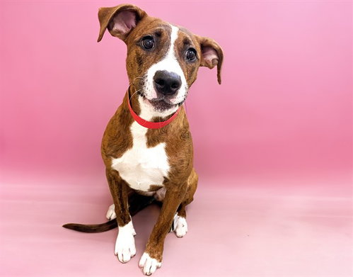 DANIELLA - Boxer available for adoption