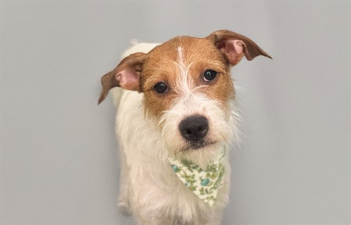 NENA, an adoptable Jack Russell Terrier in Ft Lauderdale, FL