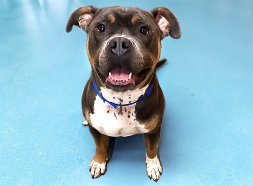 SAMOA, an adoptable American Staffordshire Terrier in Ft Lauderdale, FL