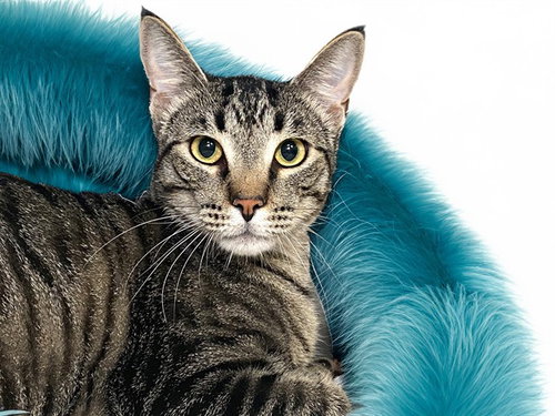 COOPER, an adoptable Domestic Short Hair in Ft Lauderdale, FL