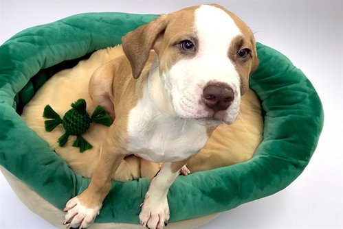 POE, an adoptable Labrador Retriever in Ft Lauderdale, FL