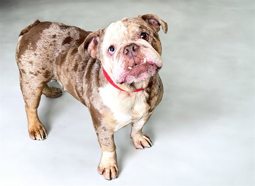 SASHA, an adoptable English Bulldog in Ft Lauderdale, FL