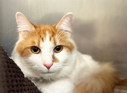 POOKIE, an adoptable Domestic Short Hair in Ft Lauderdale, FL