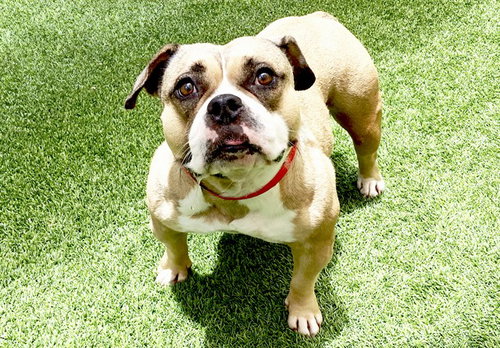 BENTLEY, an adoptable American Bulldog in Ft Lauderdale, FL
