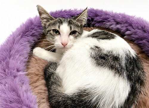 LUCY, an adoptable Domestic Short Hair in Ft Lauderdale, FL