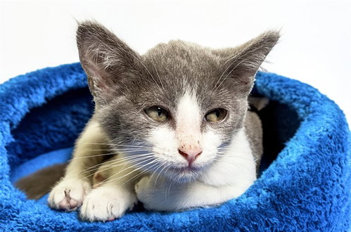 BRANDON, an adoptable Domestic Short Hair in Ft Lauderdale, FL