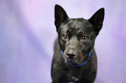 ACE - Chow Chow / Pit Bull Terrier for adoption in Davie