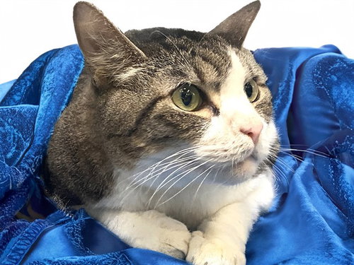 PUNKIN, an adoptable Domestic Short Hair in Ft Lauderdale, FL