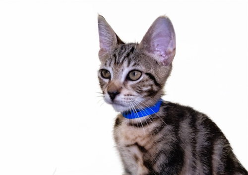 SYLVESTER, an adoptable Domestic Short Hair in Ft Lauderdale, FL