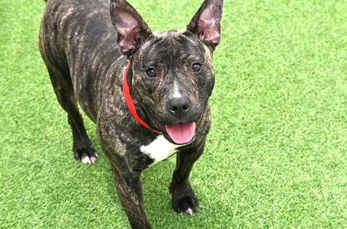 SUZIE, an adoptable Bull Terrier in Ft Lauderdale, FL