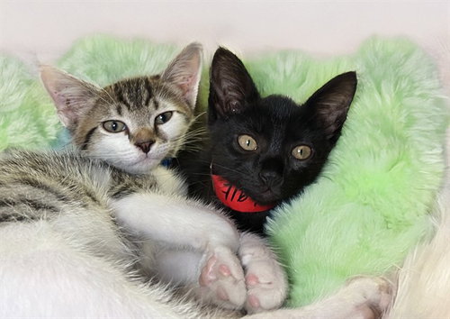 WEDNESDAY, an adoptable Domestic Short Hair in Ft Lauderdale, FL