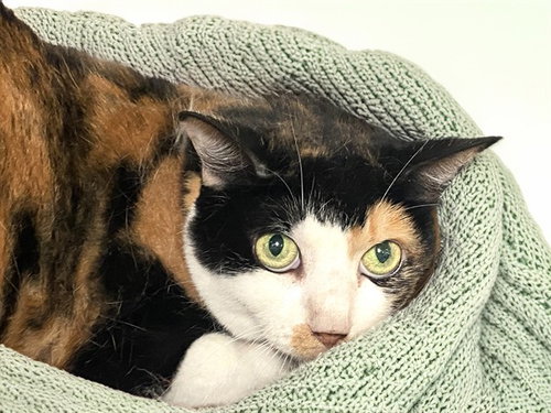 STELLA, an adoptable Domestic Short Hair in Ft Lauderdale, FL